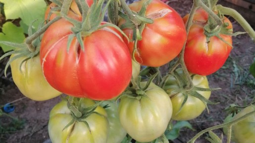 ��� �������� ��������� ������ �������: ������� ��������� �������