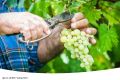 Как правильно заготовить черенки винограда осенью: советы и сроки