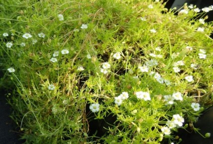 Мшанка: как создать зеленый ковер без хлопот