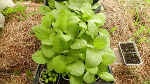 ��������� ������ �������� ������� �� ����������: ������ � ��������