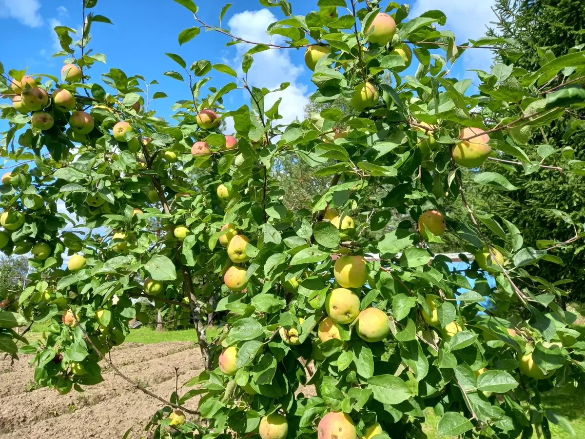 Как урожай картошки из родительского огорода стал семейным событием