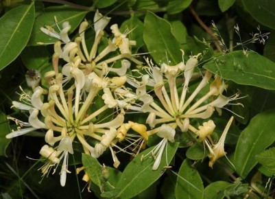 Декоративная жимолость: как украсить свой сад яркими красками