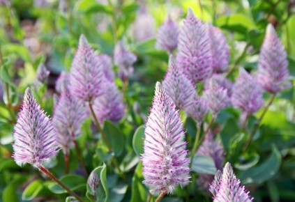 Птилотус 'Джой': как вырастить непривычную красоту в своем саду