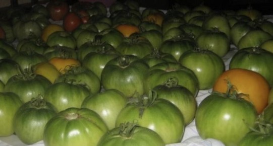 Секреты сбора и дозревания томатов