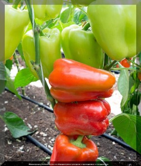 �������� ���� ������: ������ ����� ������ ��� ���������� ������ � 2025 ����