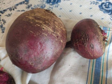 Корнеплоды: секреты и факты, которые вас удивят