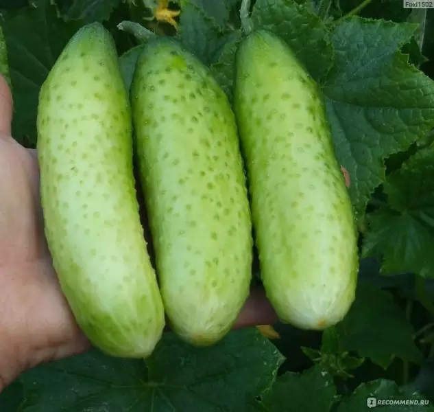 Огурец Блондин: ранний и урожайный гибрид для ваших грядок