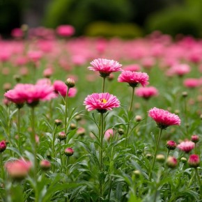 ��� ������� ���, �������� �� ����: ������������ ��� ����������� ������