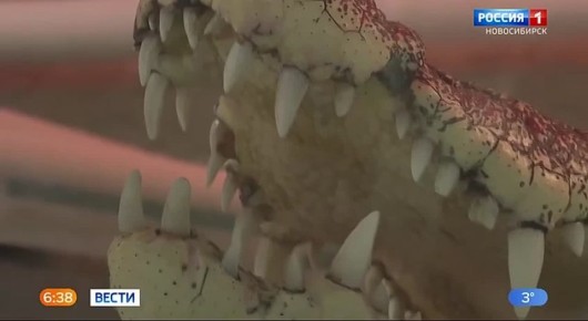 Кузю — на волю?. В Новосибирске суд решил изъять крокодила Кузю — того самого, что почти 25 лет жил в магазине сантехники в центре города