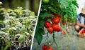 Секрет успешного посева томатов: когда и как сажать для теплиц и парников