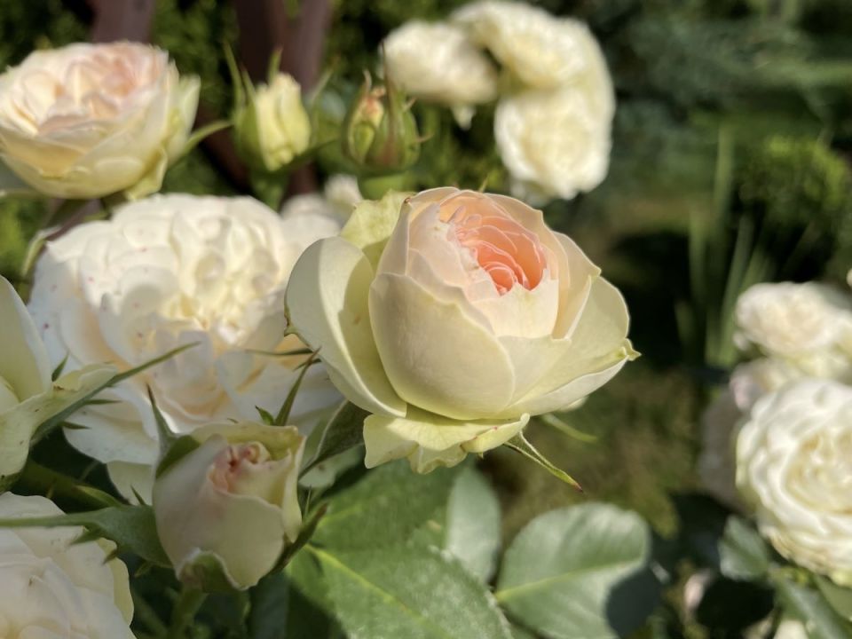 ������, ������� ����� ����: 8 ��������, �� ������� ����� ��������� ��������