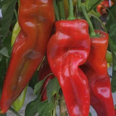 ����� ����� ���������: ����� ������ � ����� �������