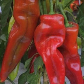 ����� ����� ���������: ����� ������ � ����� �������