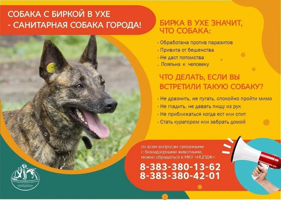 Собака с биркой в ухе: что это значит и как себя вести?