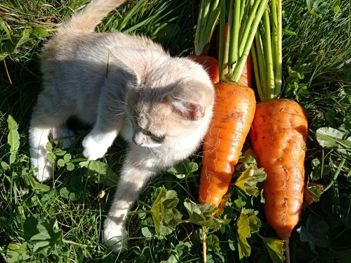 Оптимальные условия для сбора моркови