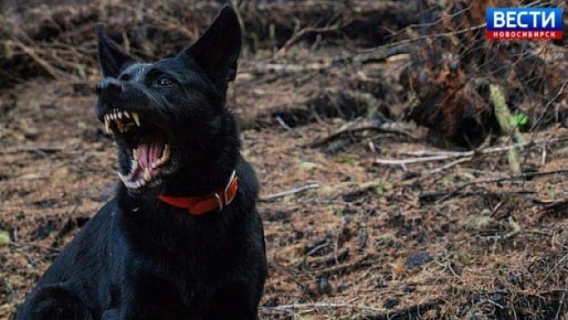 Компенсация за укус. Прокуратура Новосибирской области отстояла права ребёнка, которого укусила безнадзорная собака