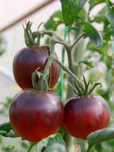 ����� ������ ���: ���������� ������ � ���������� ������ � ������ �������