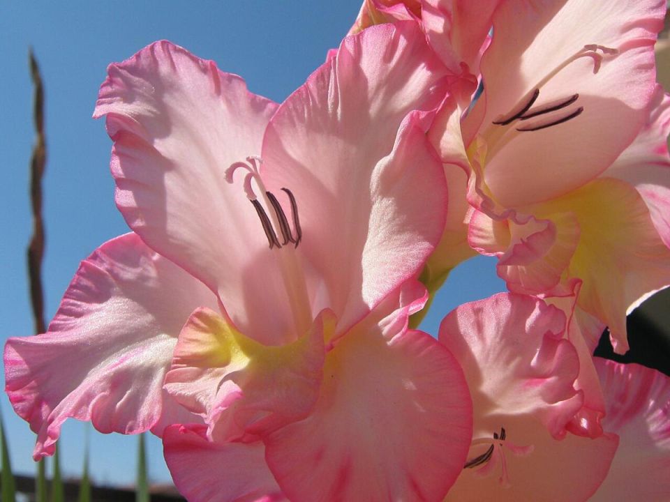 ��������� ����� �� �������: ��� ����� ����� �������� ��� ������