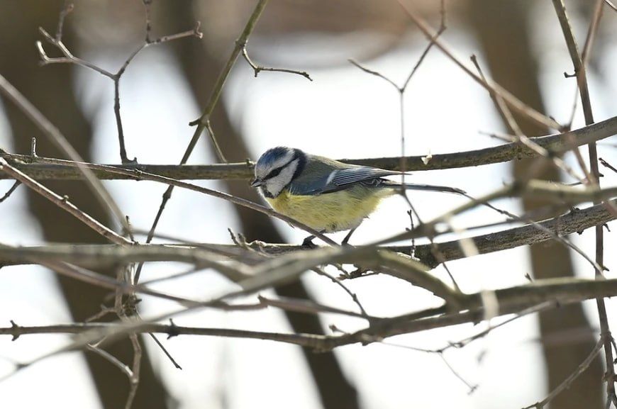 ������ ����, �����������!. ������� ��������� ������ �� �������