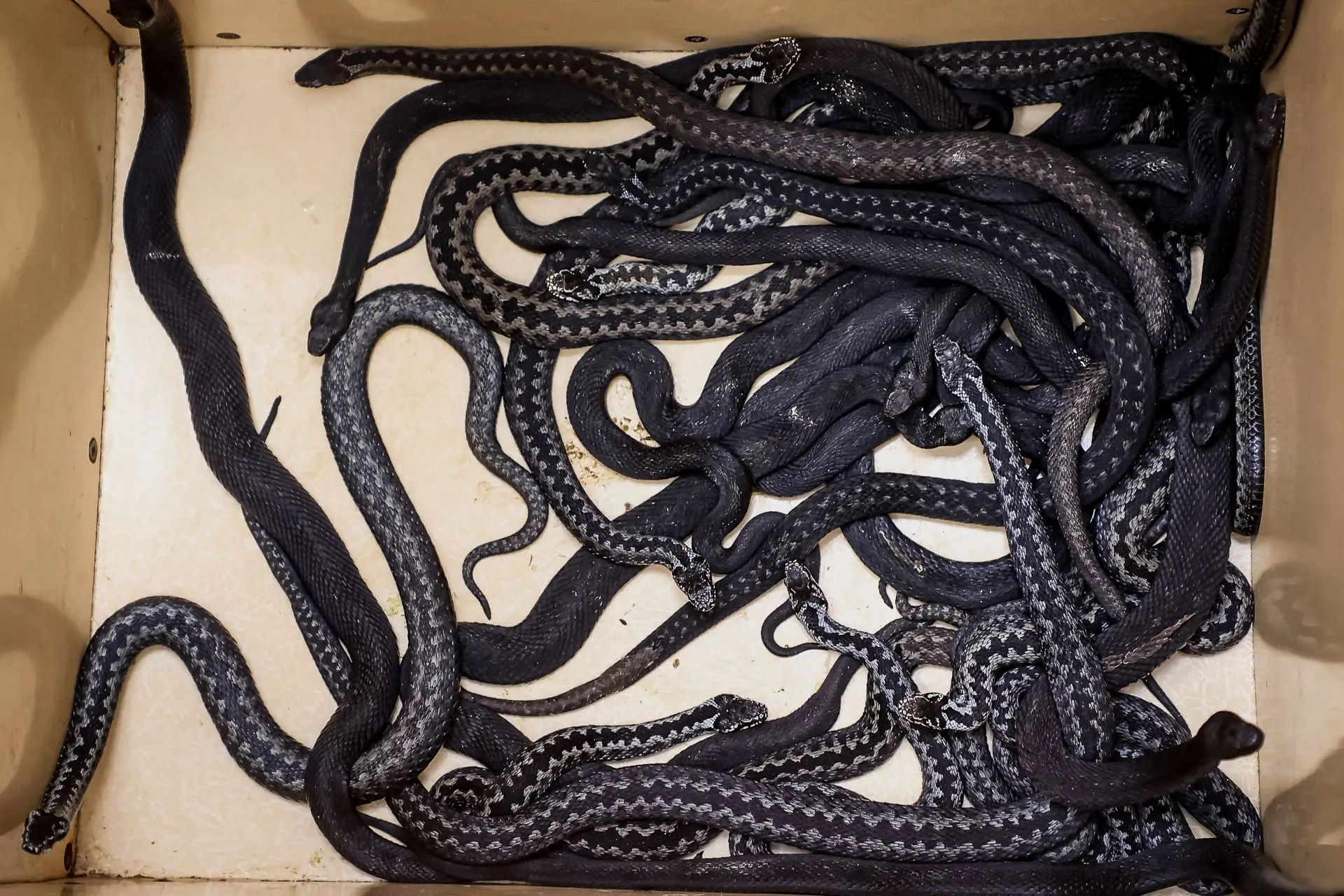 Проснулись гады: весеннюю приёмку змей начали в новосибирском серпентарии Проснулись гады: весеннюю приёмку змей начали в новосибирском серпентарии