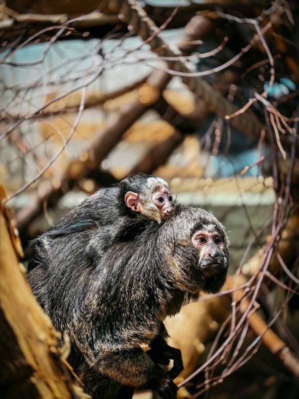 � ������������� �������� � ���� ��������� ���� ������� �������