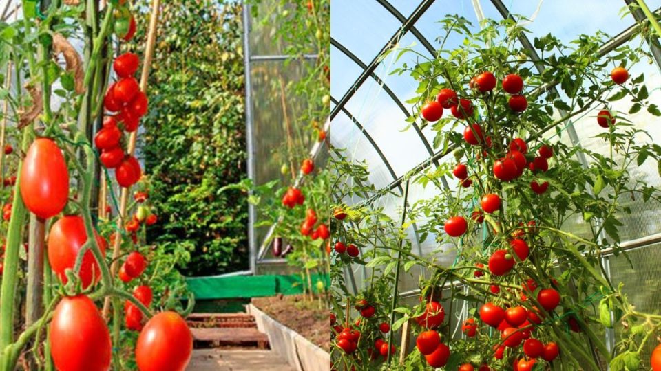 ��� ������� ������ �������� ��������� ������: ���� ����������