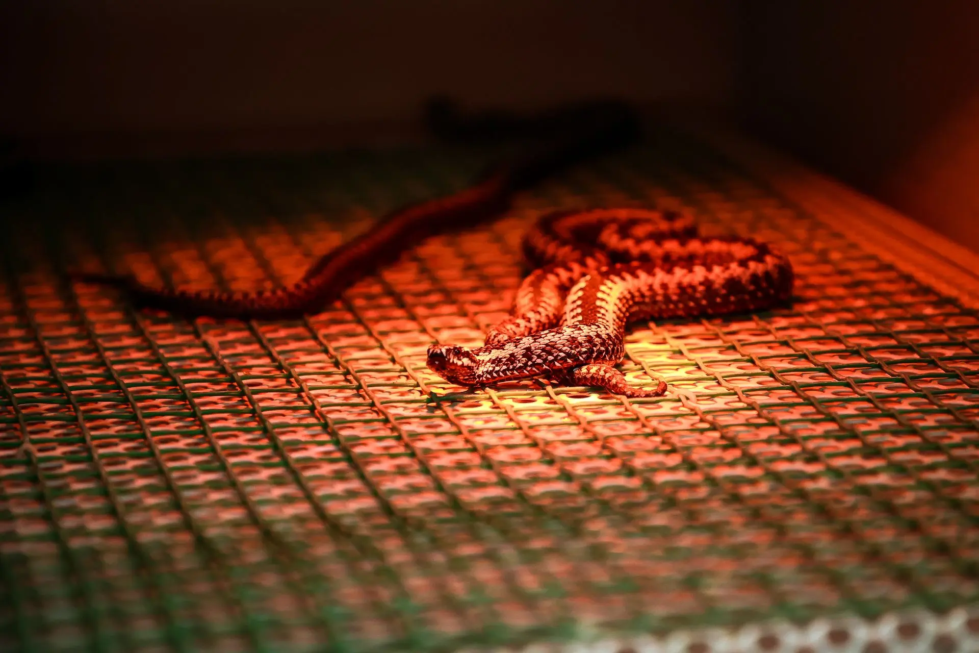 Проснулись гады: весеннюю приёмку змей начали в новосибирском серпентарии Проснулись гады: весеннюю приёмку змей начали в новосибирском серпентарии