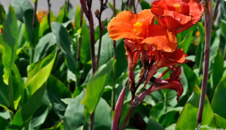 Когда и как выкапывать канны осенью на зиму