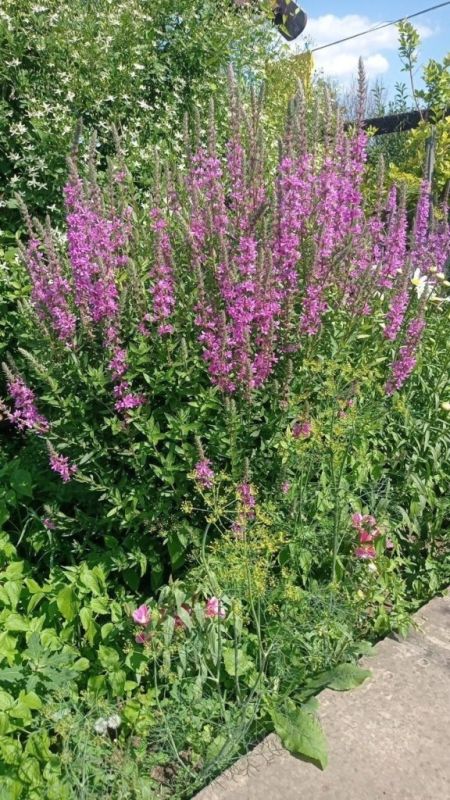 ����� ���������� �����������: ��� �������-����� ������� ��� ���