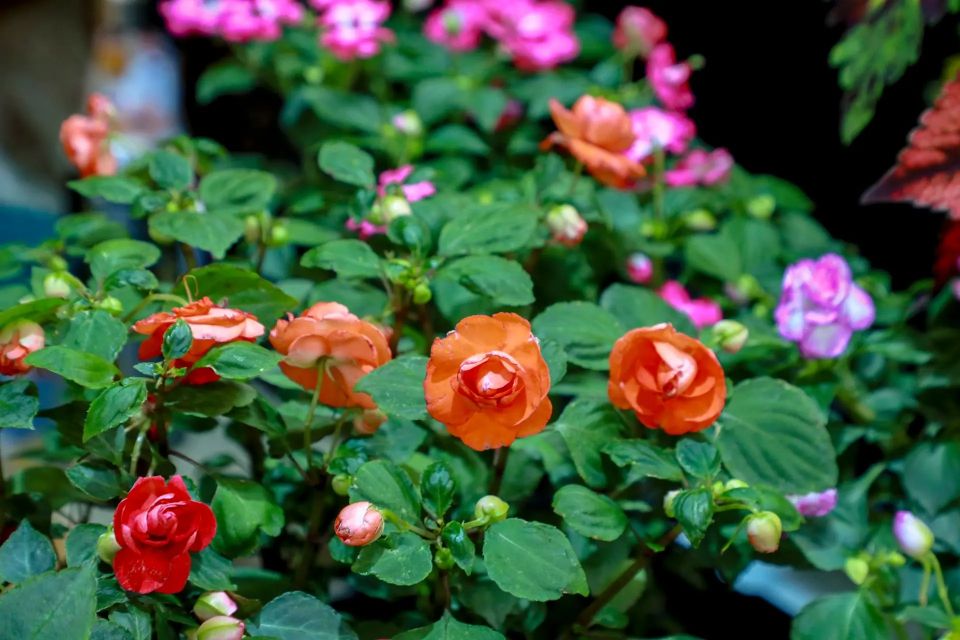 ������������� ���������� ����� ������������ ����������