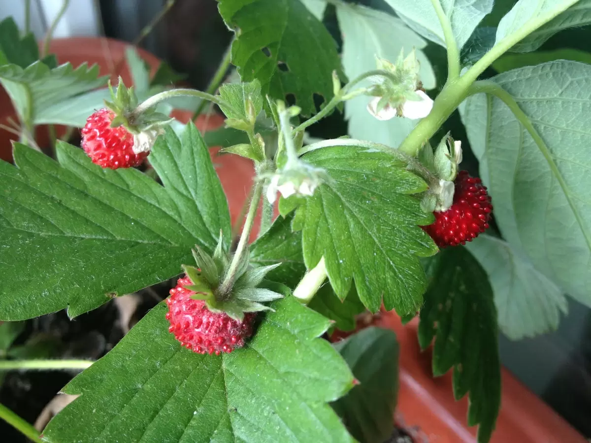 Микро-огород в городской квартире: как вырастить овощи на балконе