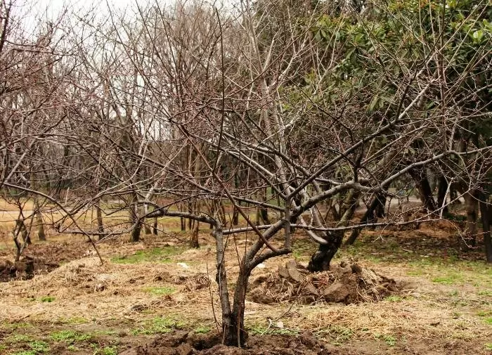 Не упустите осенние угрозы для растений: что стоит проверить в саду