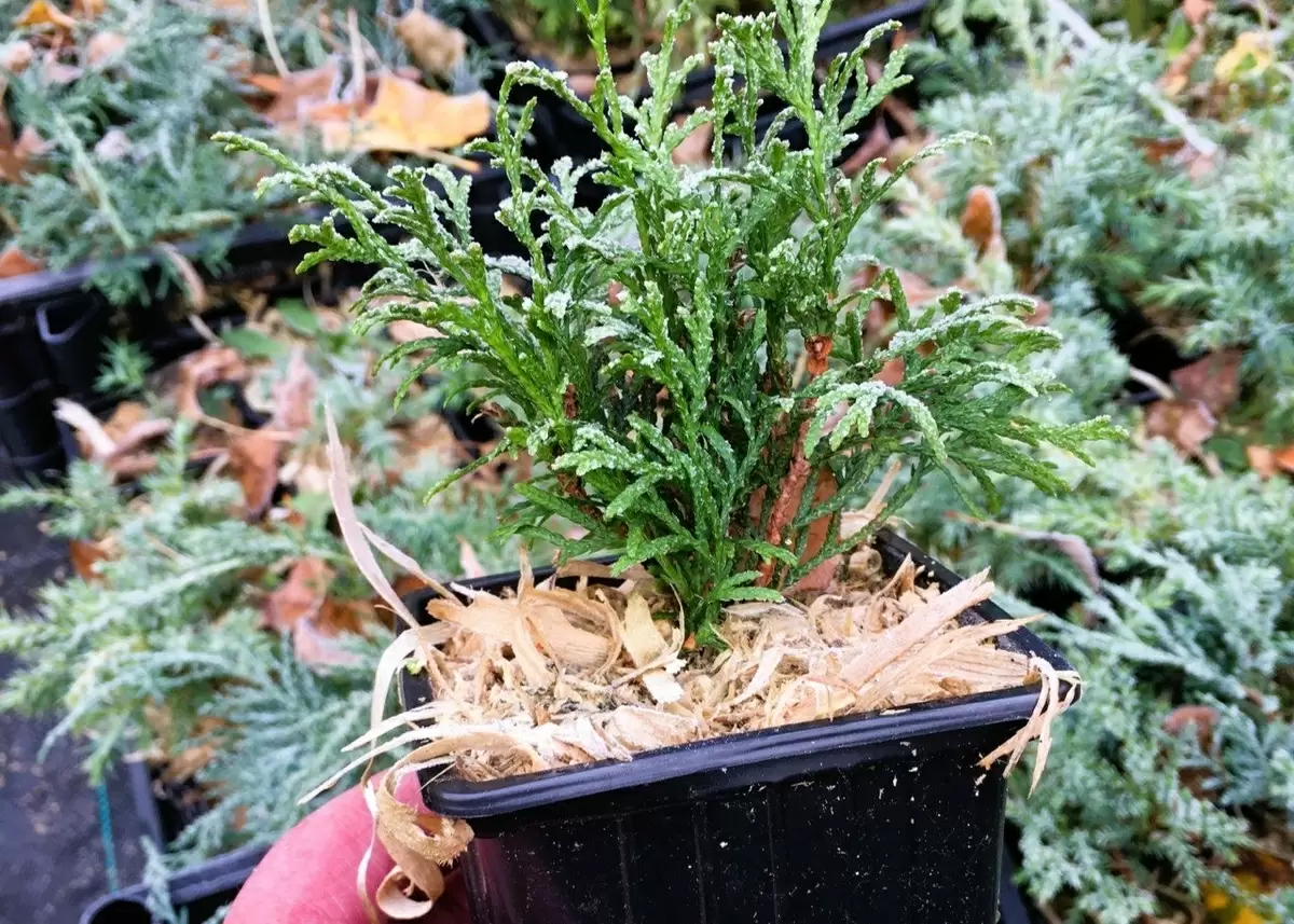 Секреты зимовки саженцев: как сохранить растения в суровом климате Сибири