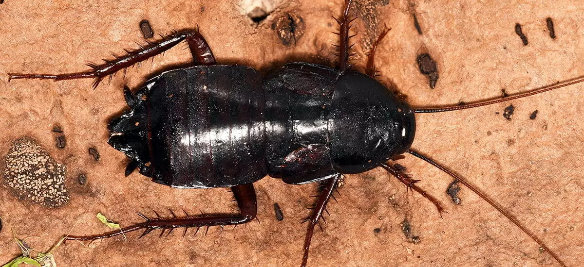 Проблема черных тараканов: как быстро избавиться от незваных гостей