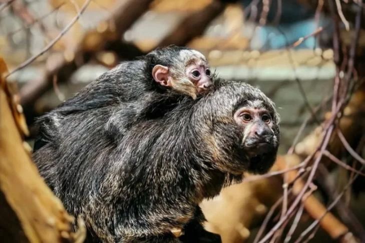 � ������ ��������� ���� � ������������� �������� ������� ������ �����