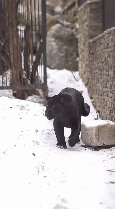 � ������������� �������� ����� �������� ������� ����� �� ��������