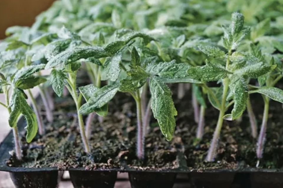 ������ ��� ����������� �������� �������, � ������� ����� ����� ������� ����������