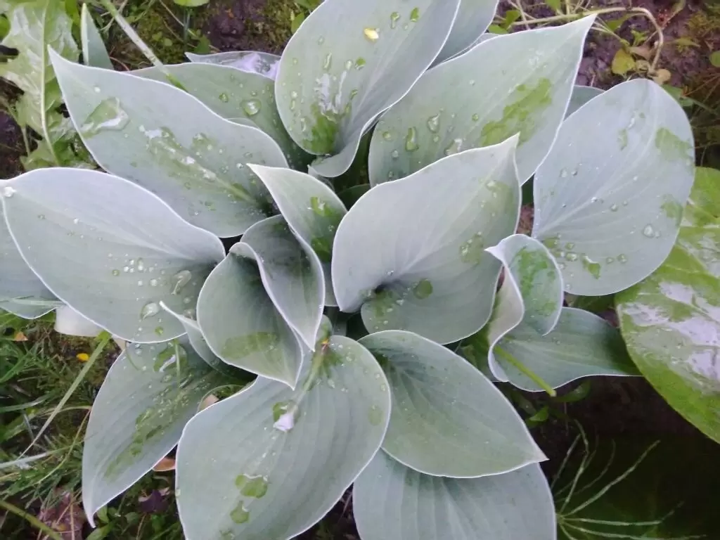 Идеальные соседи для хосты: создаем гармоничные клумбы