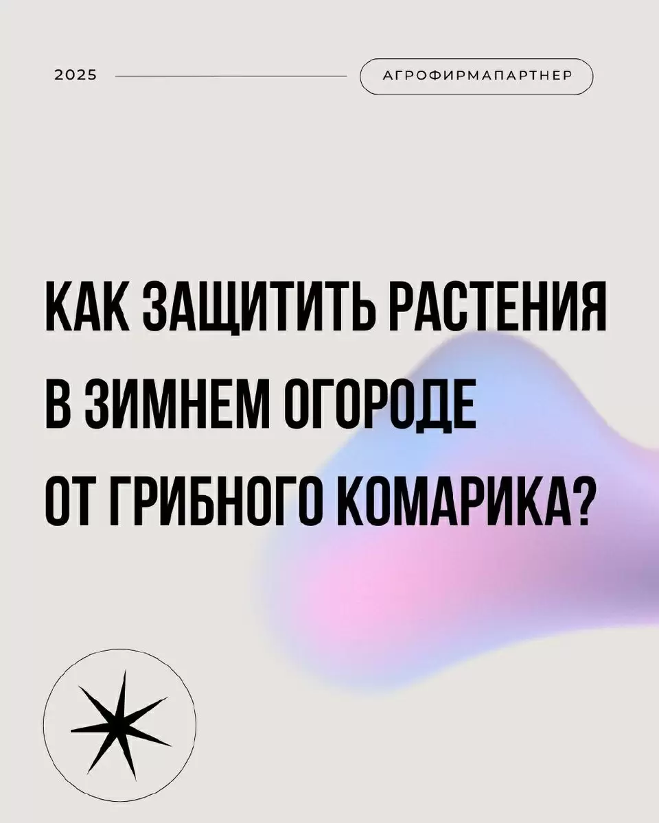 Грибные комарики в доме: как устранить вредителей просто и эффективно