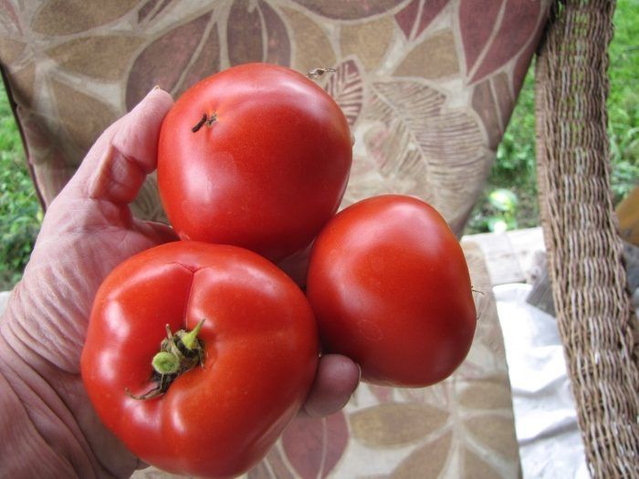 ����� ������ ������: ������ ���� � ��������� � ��������� �������