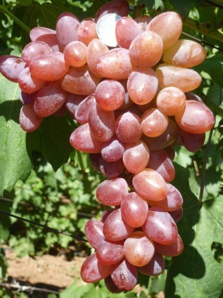 �������� ������: ��������� ����� ��� ������� ����� ������