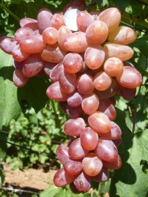 �������� ������: ��������� ����� ��� ������� ����� ������