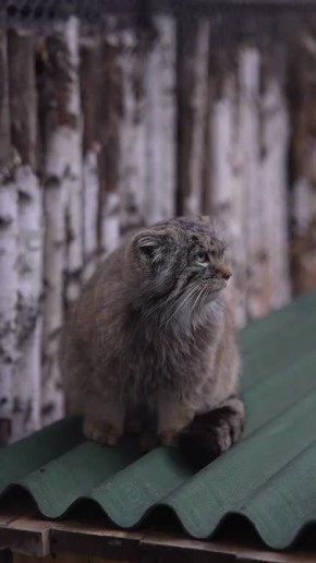 ������ � ����� - ����� �������