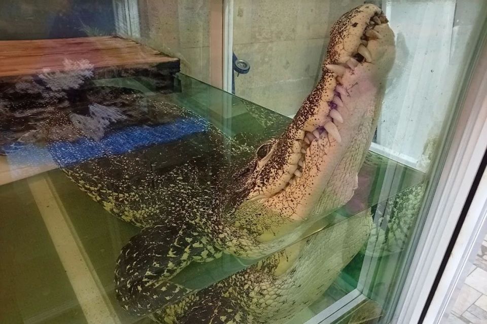 �������� ��������� ���� �������� ������� � ��� �������