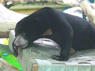 ��������� ��������� �� �������������� �������� ���� ������-����� �� ���������� ����� �� �������� ��������