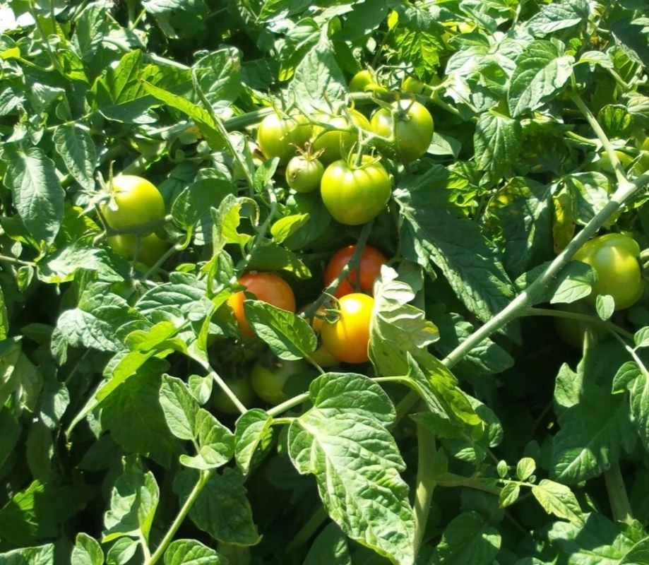 ��� �������� ������ �� ���������� � ��������� ������