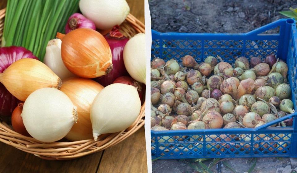 ��� ��������� ��� ������ � ������� �� ���������� ���� �������