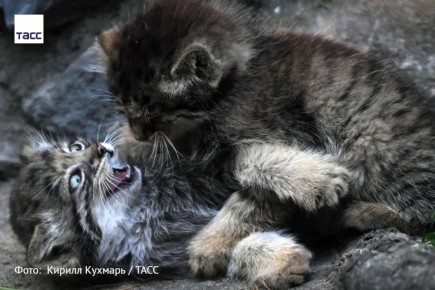 #�����_����_������. 23 ������ ���������� ������������� ���� ������ �� ���� ���� ����� ������ � ������������� �������� ��. ����