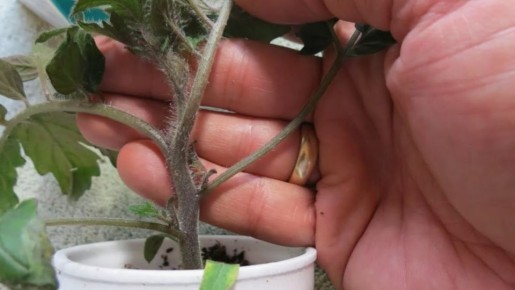 ��� �������� ������ ������� �������: ���������� ��������