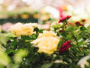 ��� ���������� � ����� ����: ������ ��� ���������